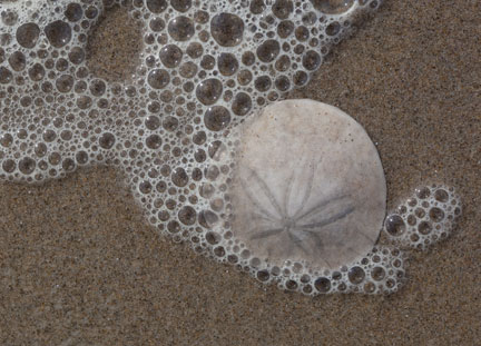 sand dollar